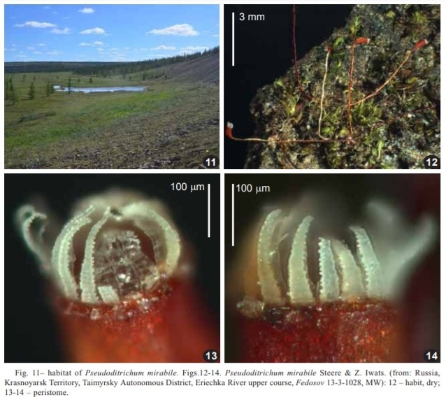Представитель Семейства Pseudoditrichaceae